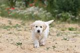 GOLDEN RETRIEVER 319